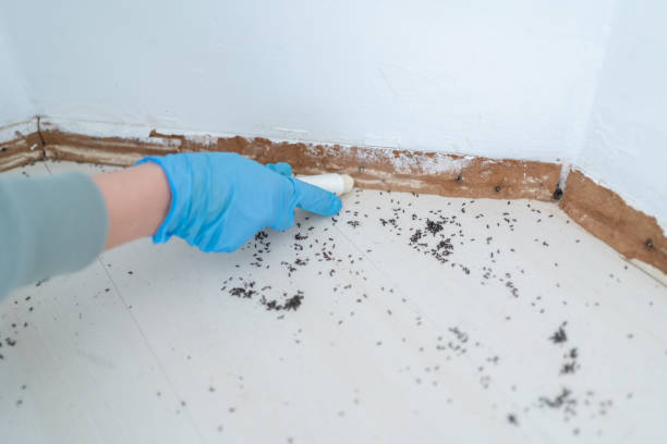 Best Ant Control Services  in Feasterville, PA